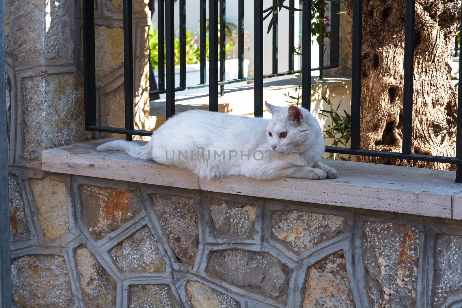 Weiße Katze liegt auf einer Mauer by JFsPic