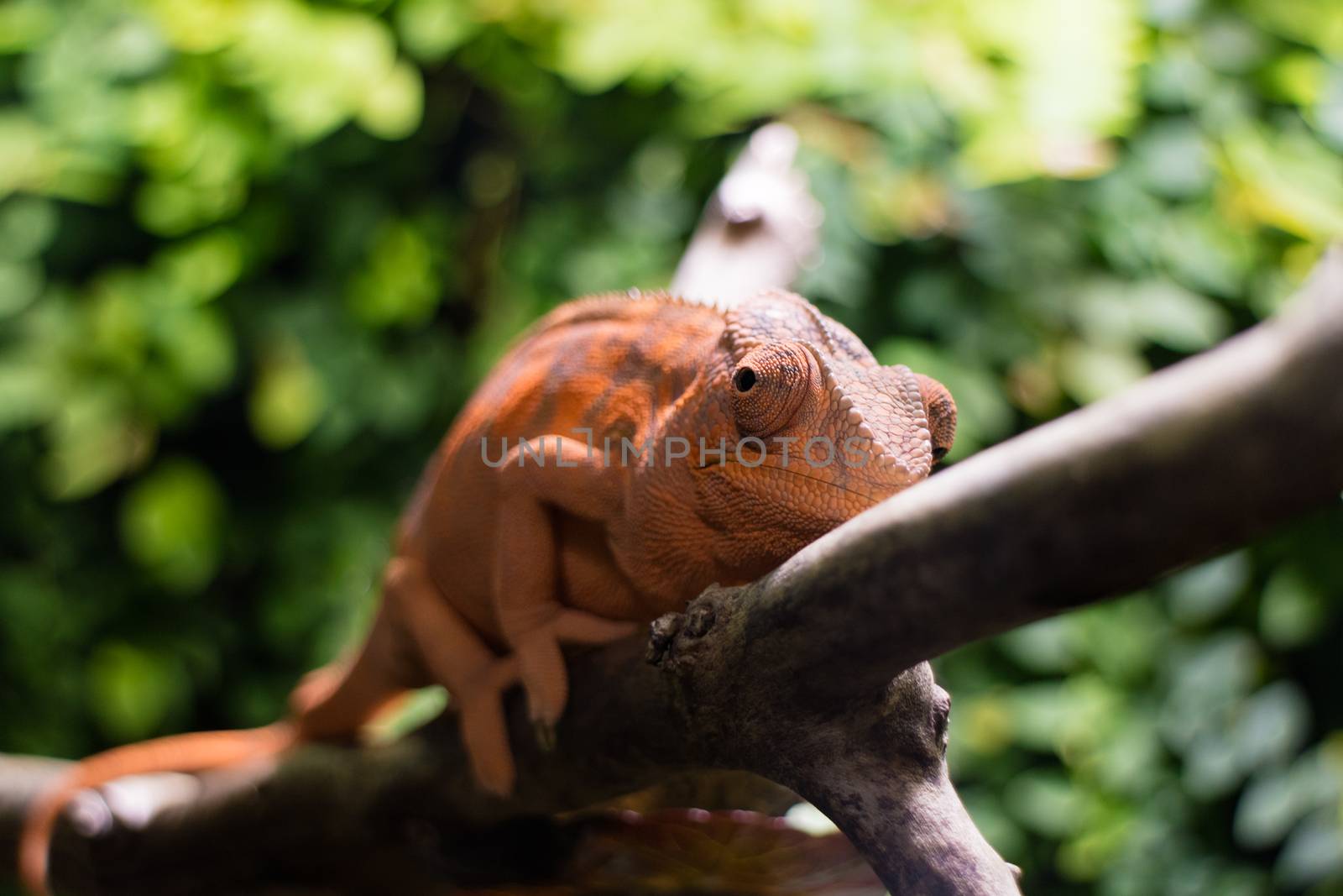 Orange chameleon sitting on plant stalk in Zoo.