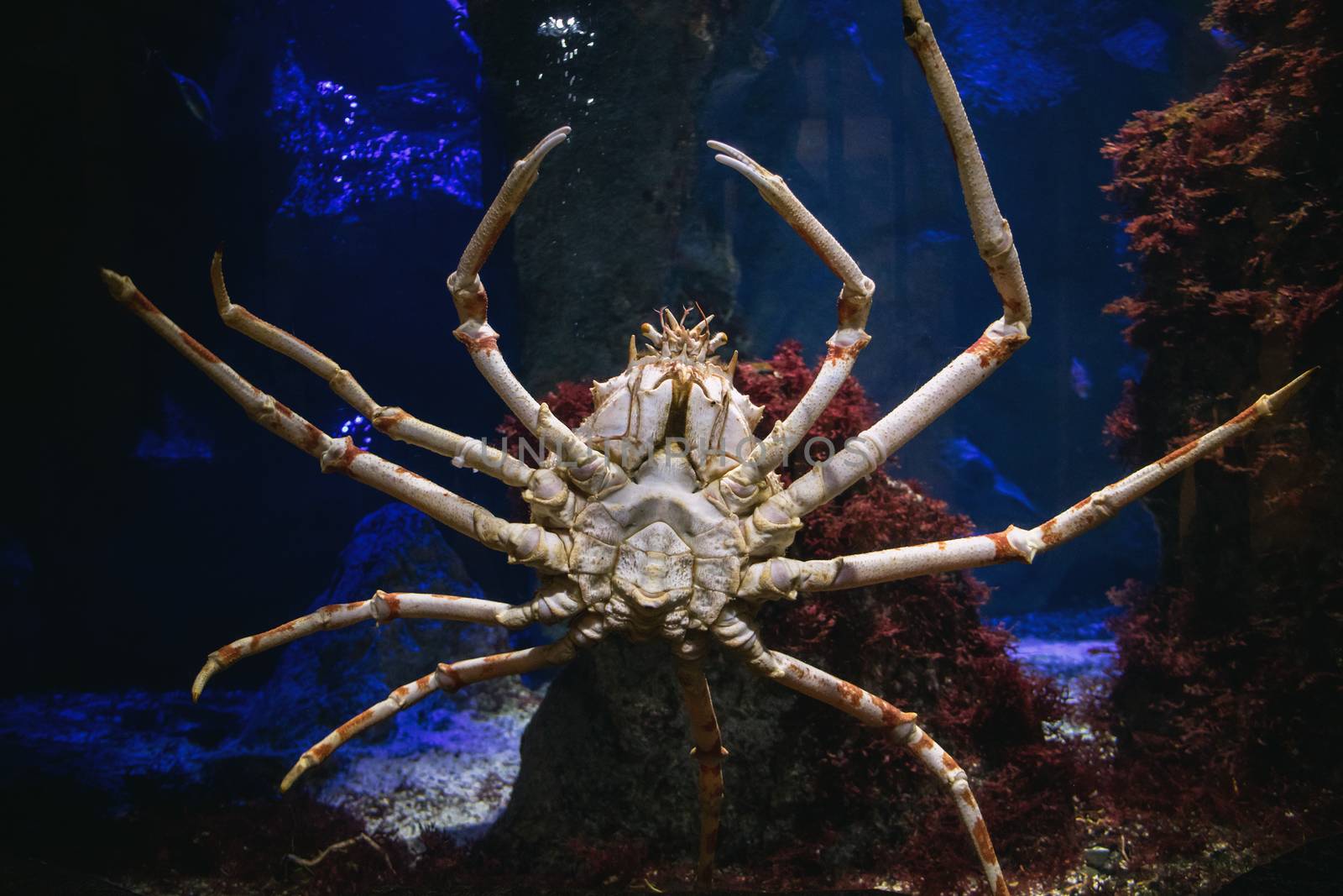 Giant sea spider at aquarium in Zoo.