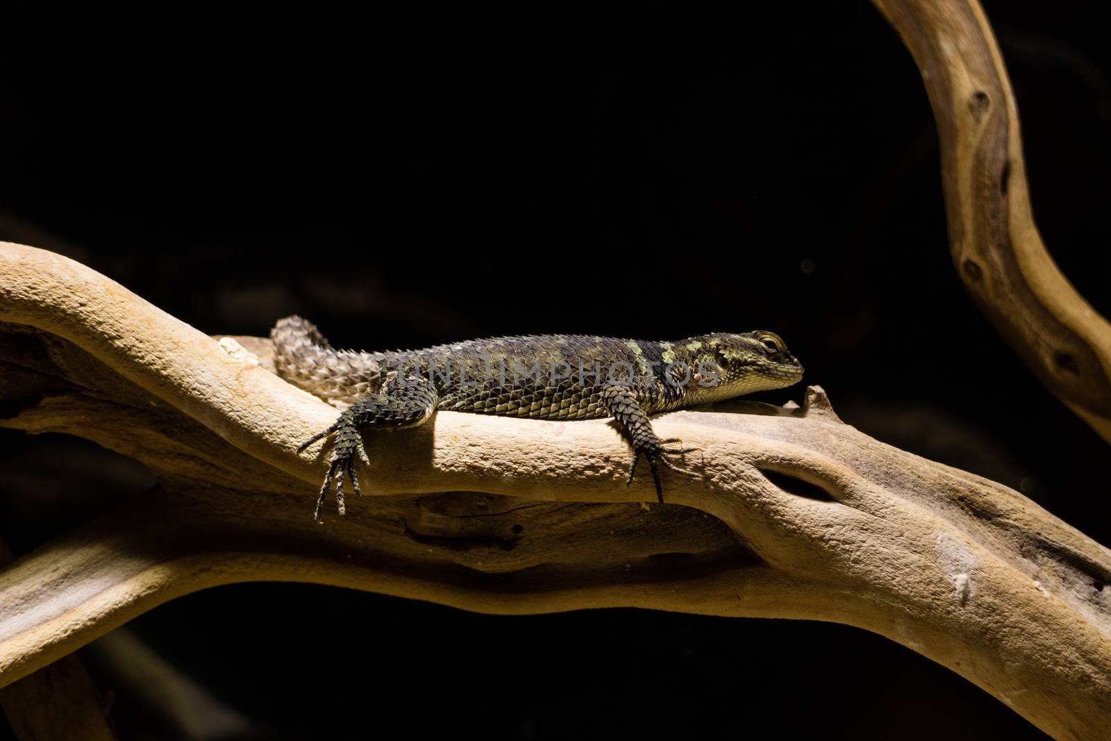 Lizard resting on plant stalk in Zoo.