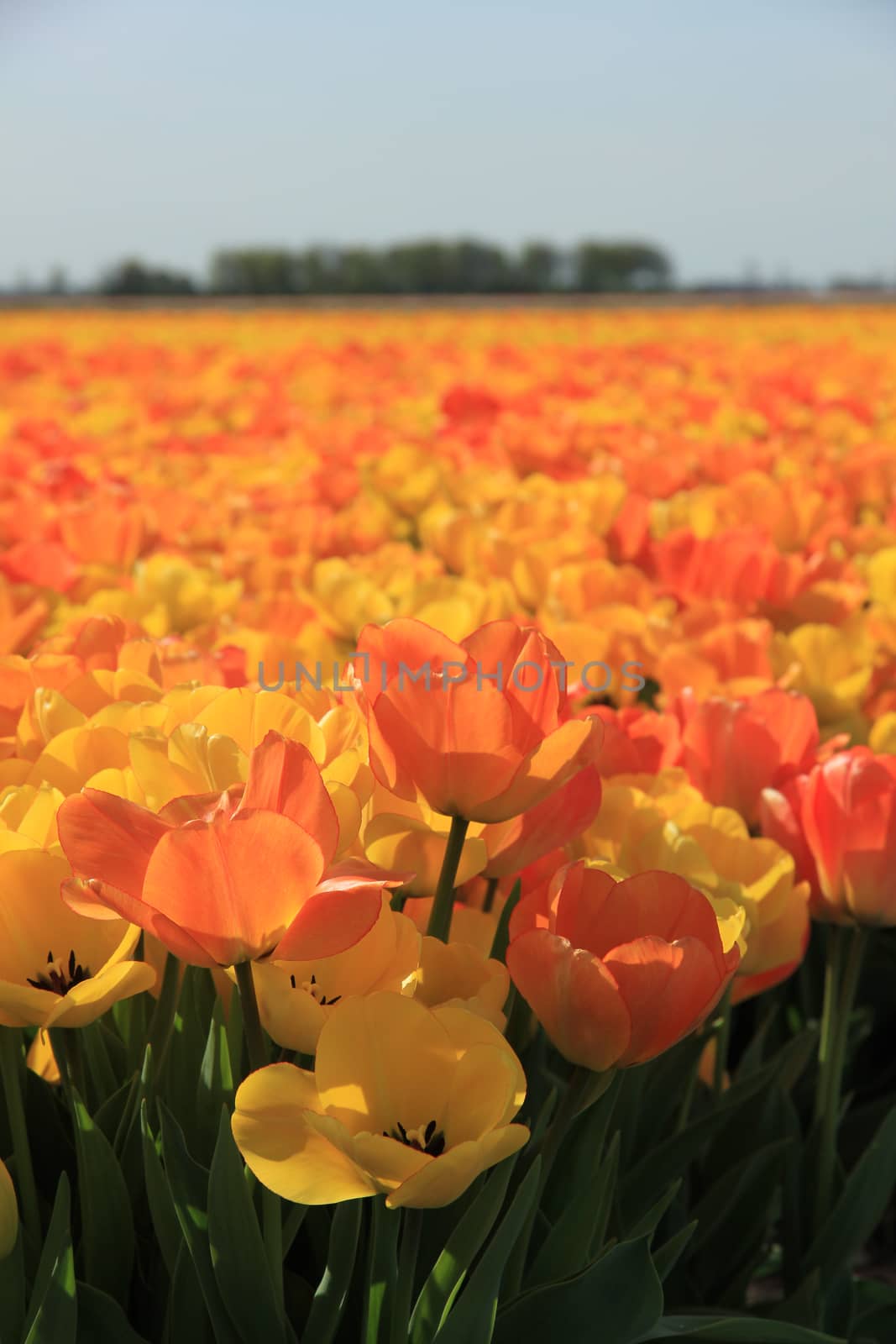 Yellow and orange tulips by studioportosabbia