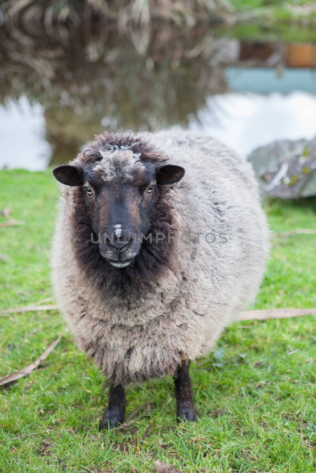 close up face of  new zealand merino sheep in rural livestock farm