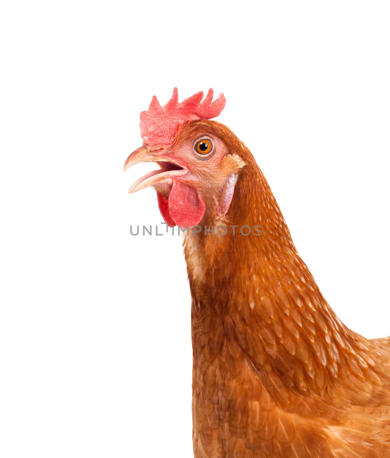 close up portrait full body of brown female eggs hen standing show beautiful plumage,feather isolated white background use for livestock and farm animals theme