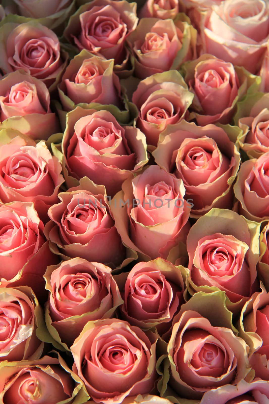 Pink roses in a bridal arrangement by studioportosabbia