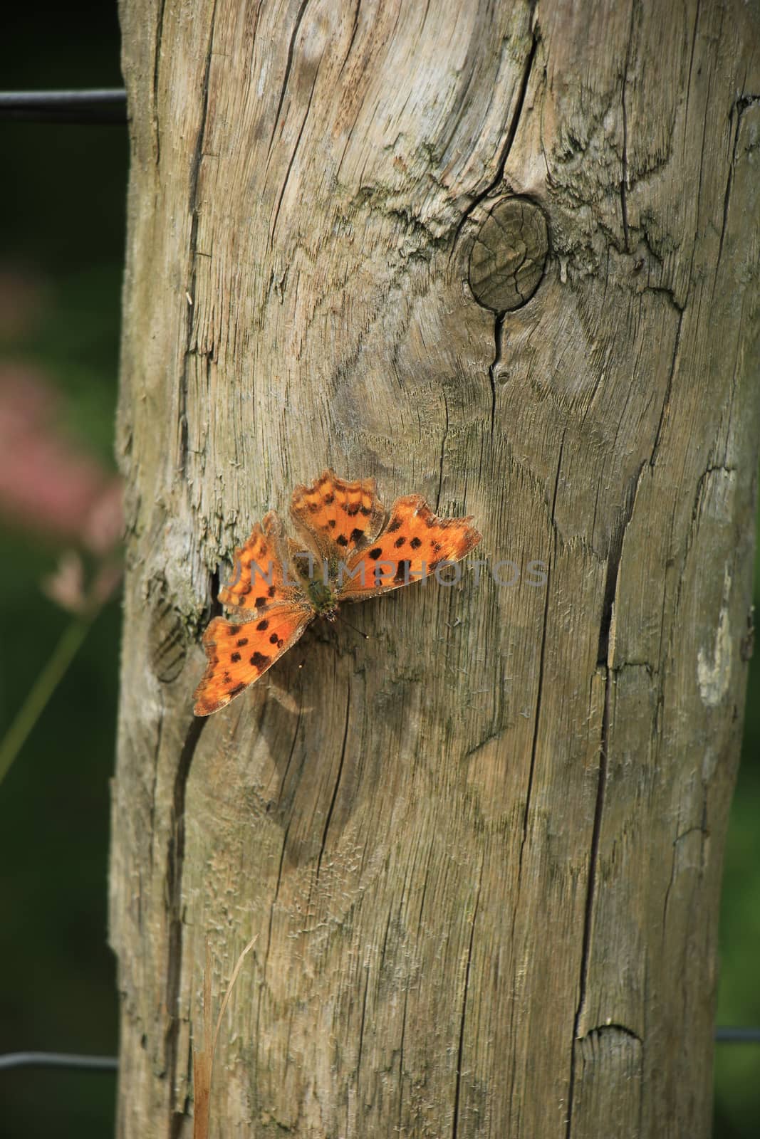 Comma Butterfly or Polygonia C Album on a piece of wood