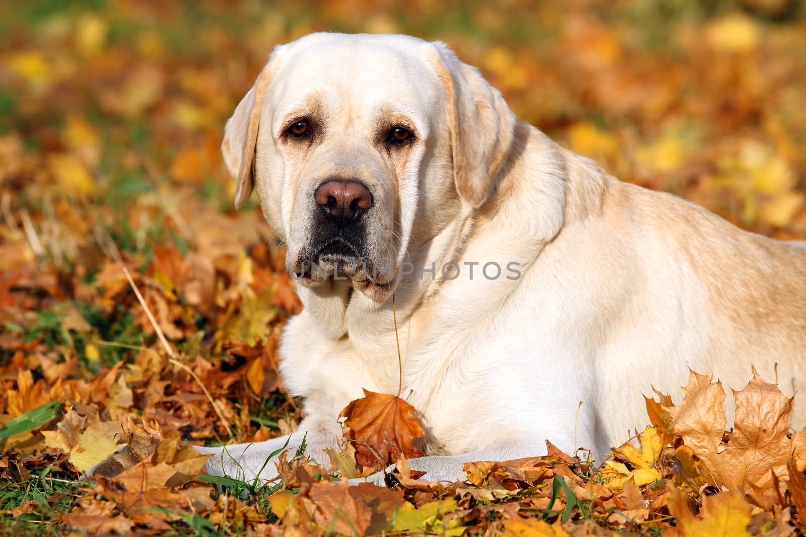 a nice yellow labrador in the park in autumn