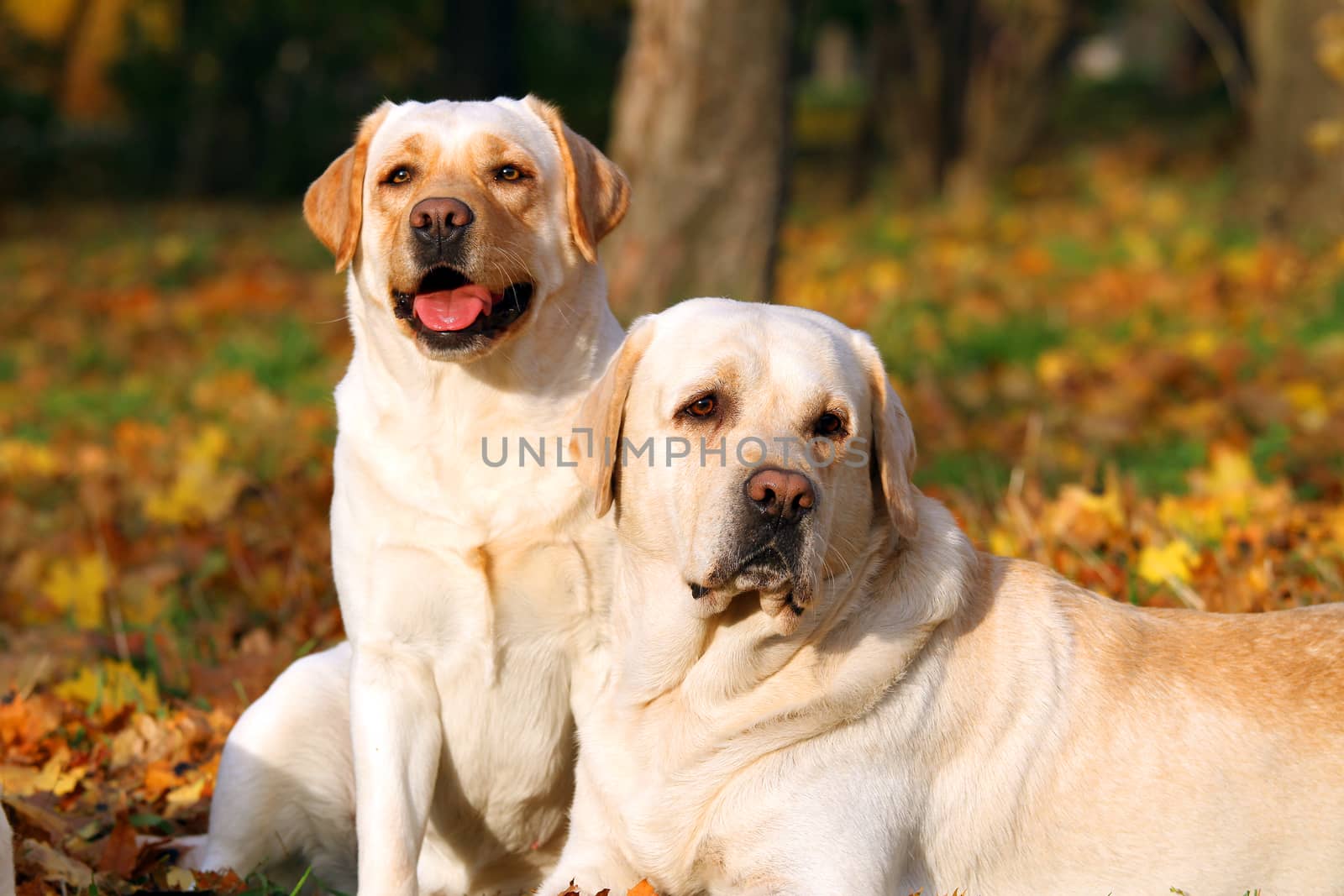 nice two yellow labradors in the park in autumn