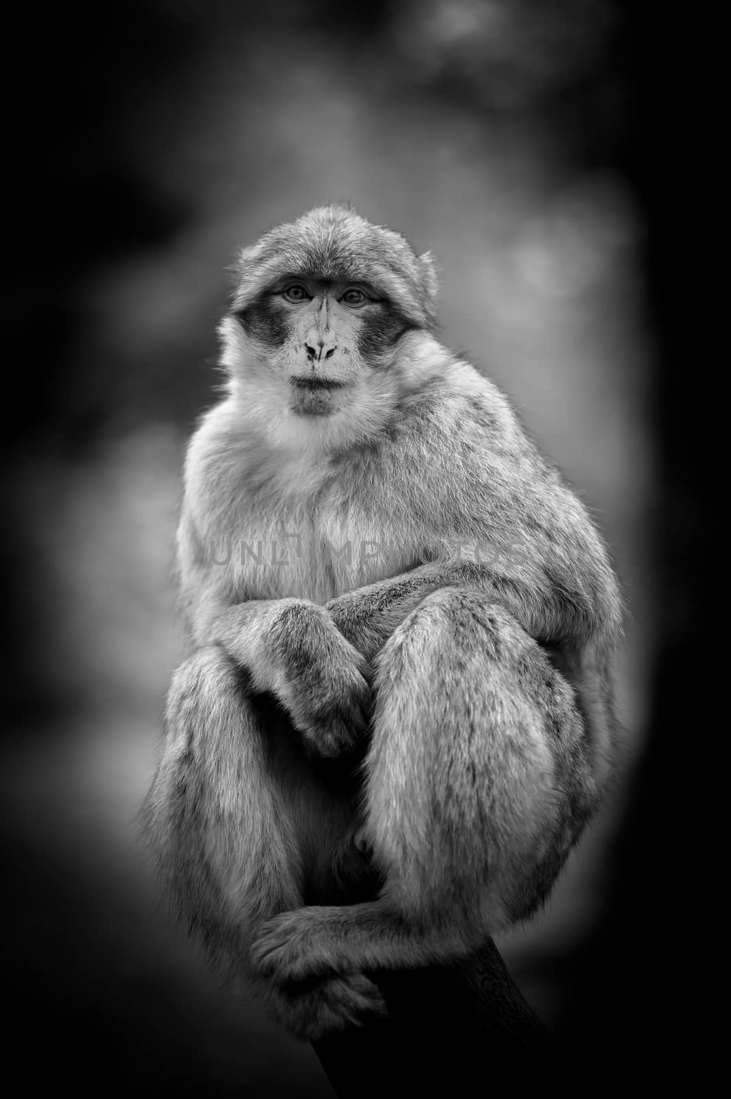 Wildlife Monkey Portrait in a tree, France