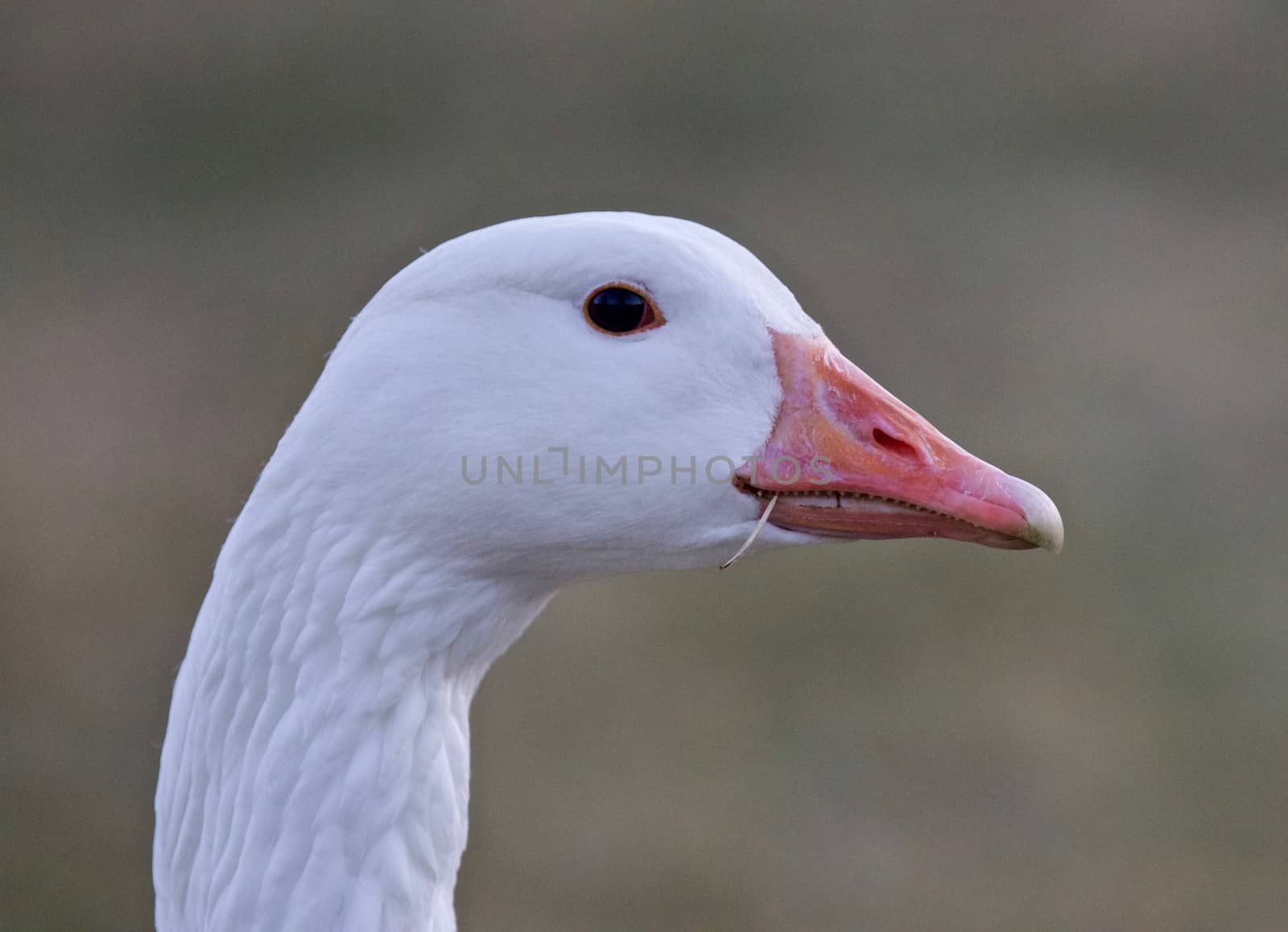 Beautiful isolated portrait of a wild snow goose by teo