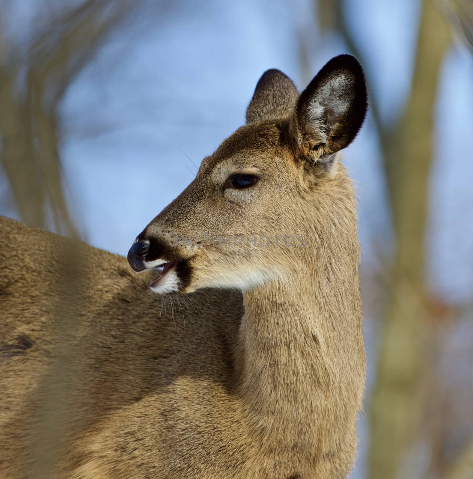 Beautiful isolated photo with a wild deer in the forest by teo