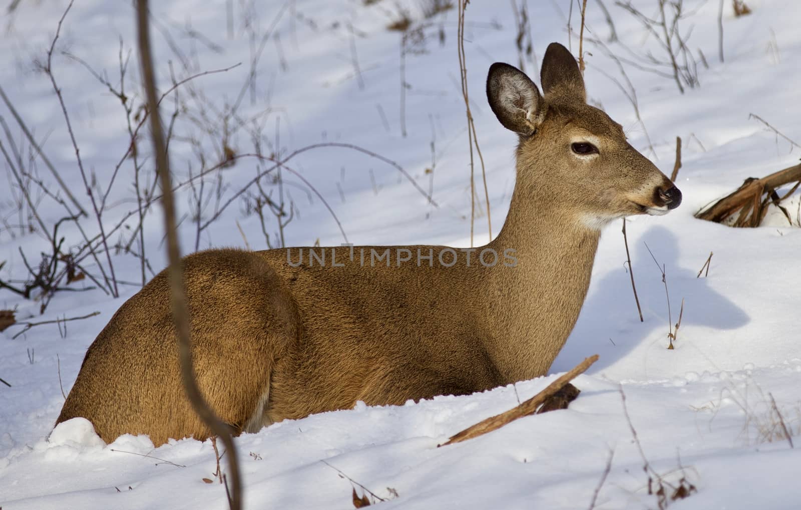 Beautiful isolated photo of wild deer in the forest on the snow