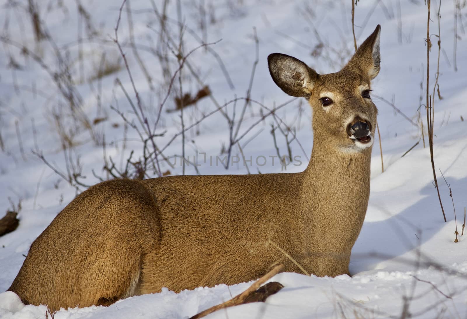 Beautiful isolated photo with a wild deer in the forest on the snow