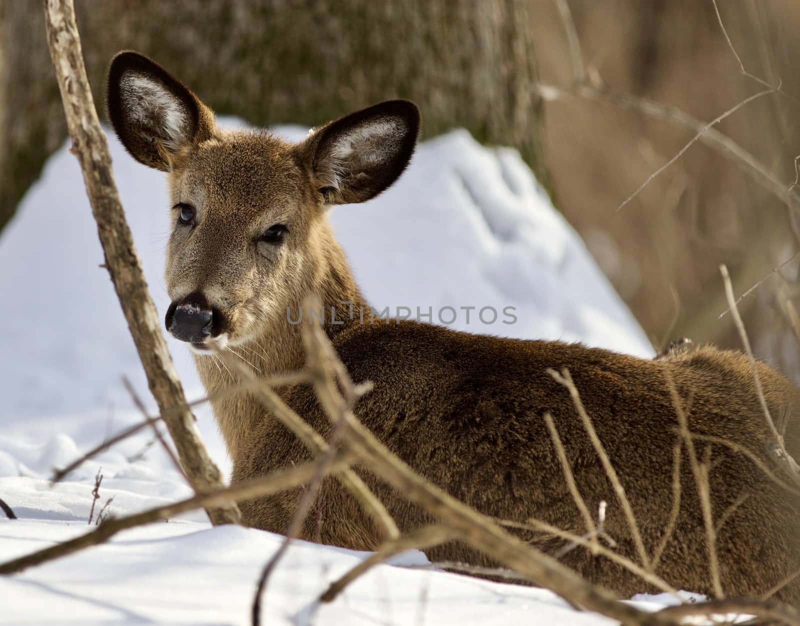 Beautiful isolated photo with a cute wild deer laying on the snow in the forest by teo