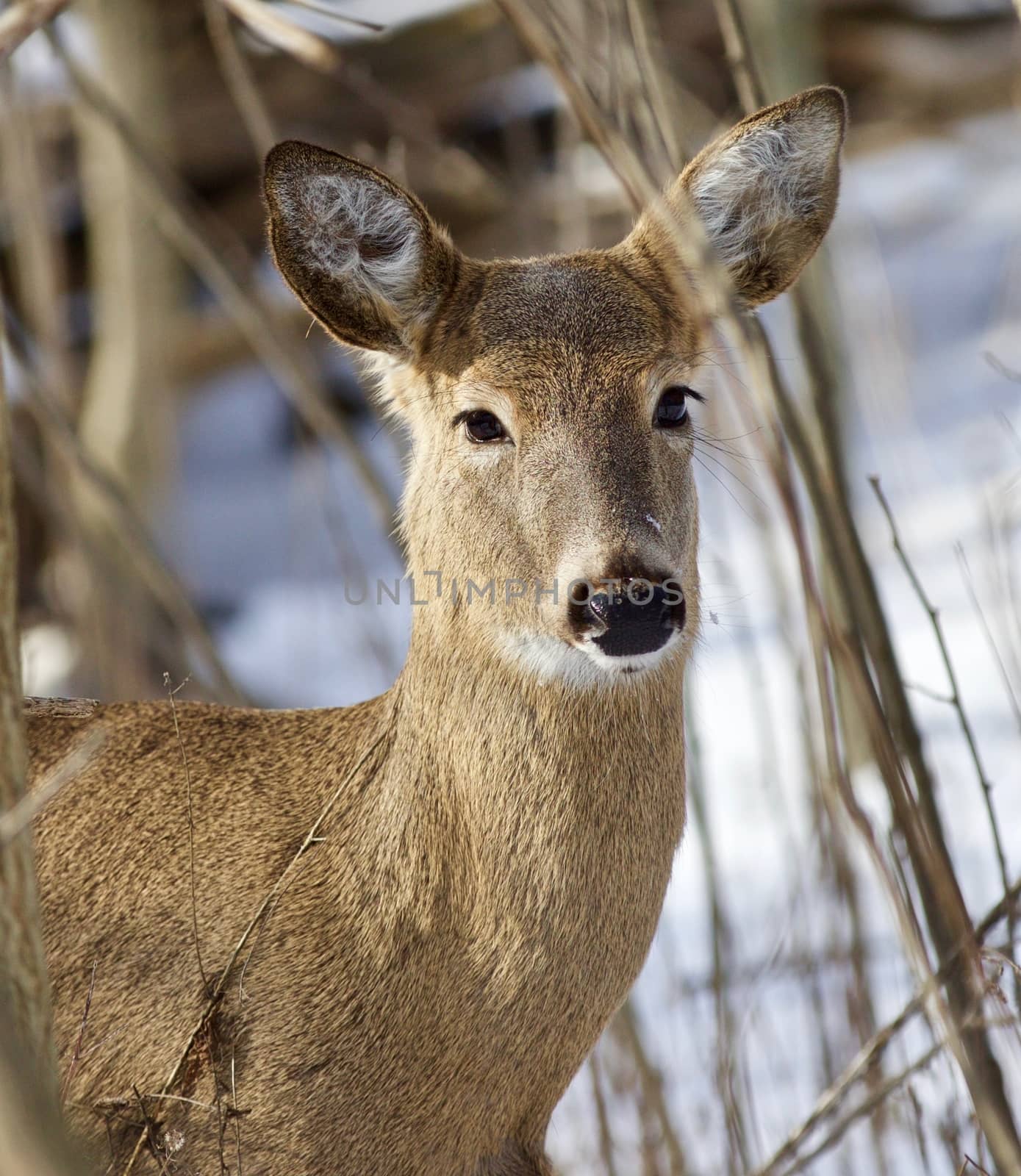 Beautiful isolated portrait of a cute wild deer in the snowy forest by teo