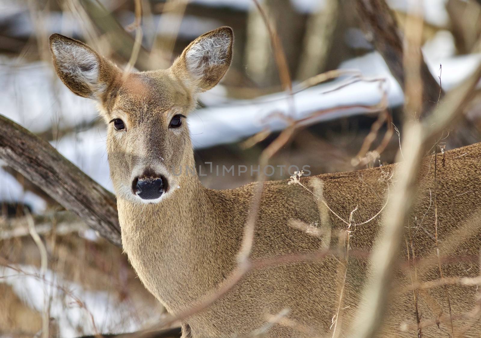 Beautiful isolated image with a wild deer in the snowy forest by teo