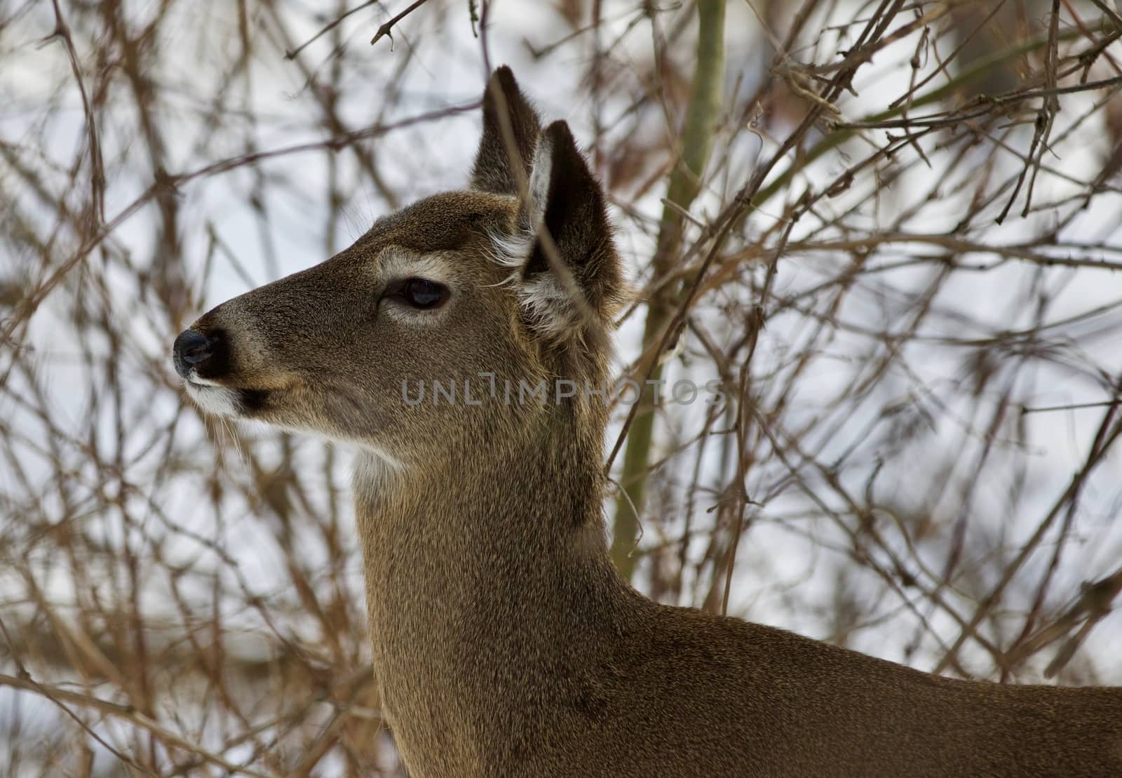 Beautiful isolated photo with a cute wild deer in the snowy forest by teo