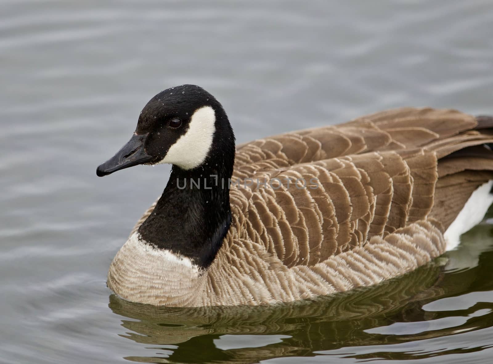 Beautiful isolated photo of a cute wild Canada goose in the lake by teo