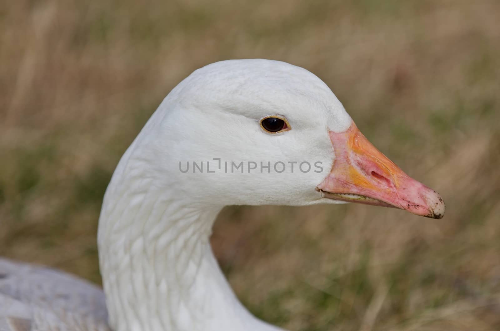 Beautiful isolated photo of a wild snow goose