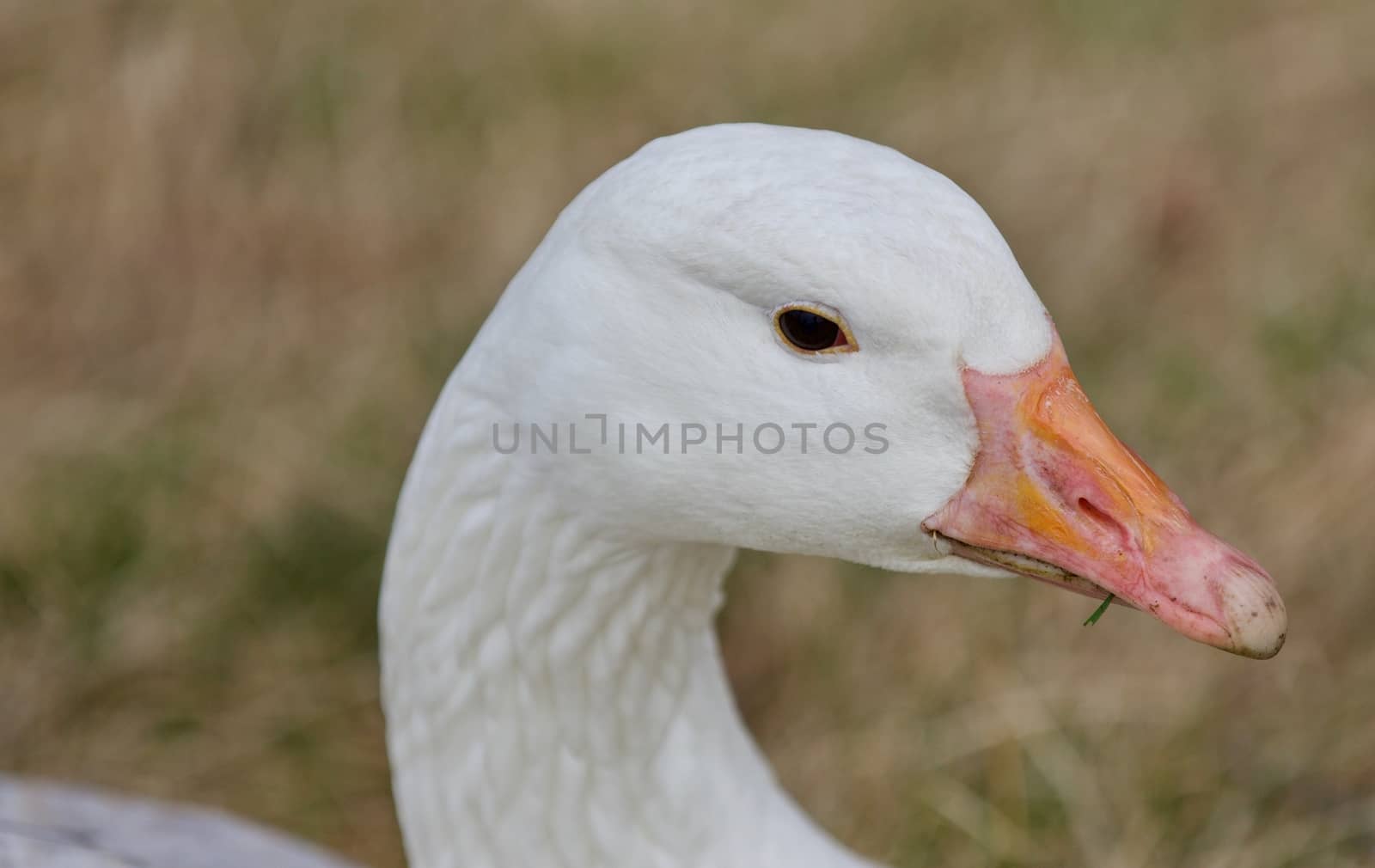 Beautiful photo of a wild snow goose on the grass field by teo