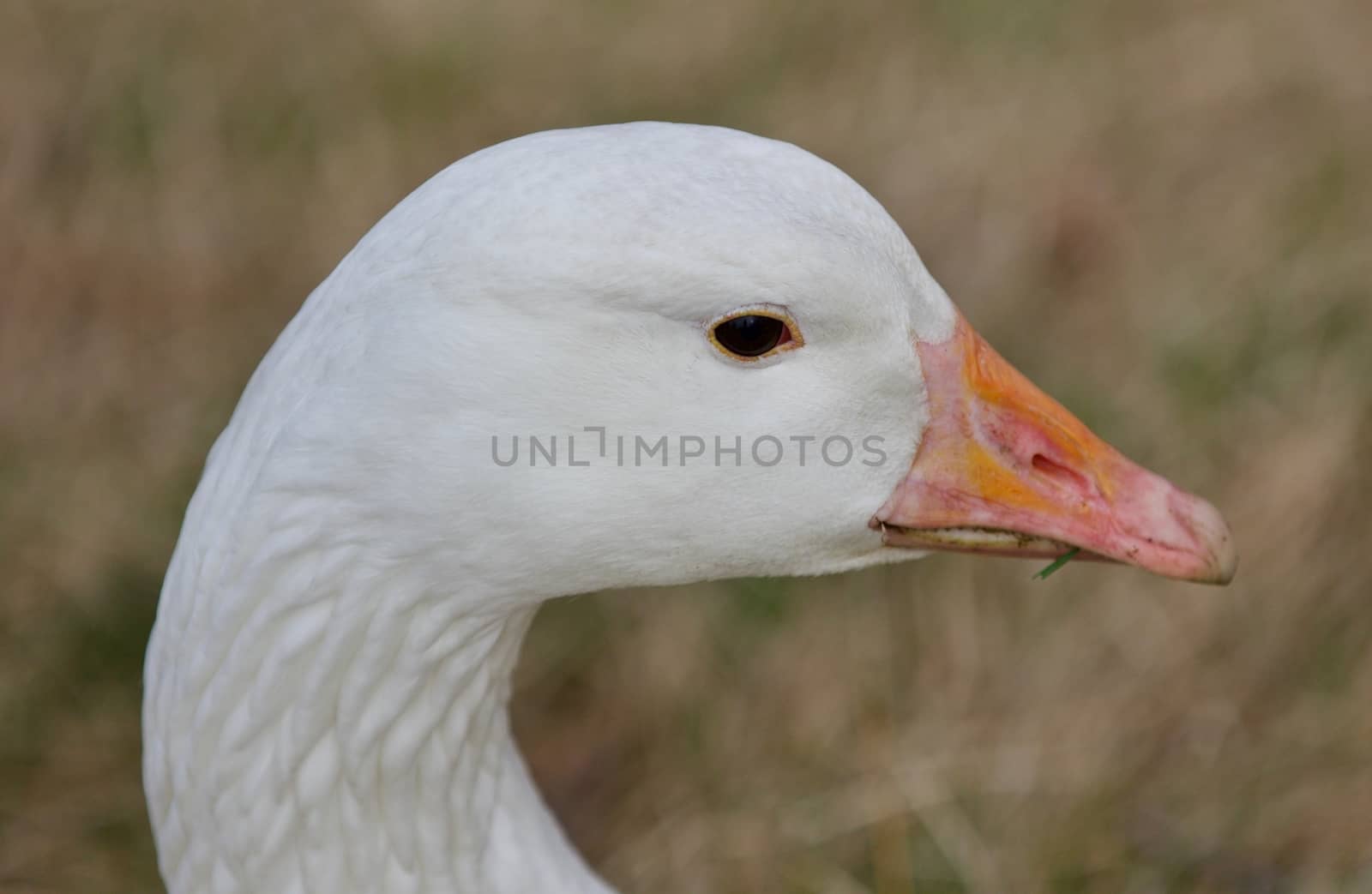 Beautiful background with a strong snow goose on the grass field by teo