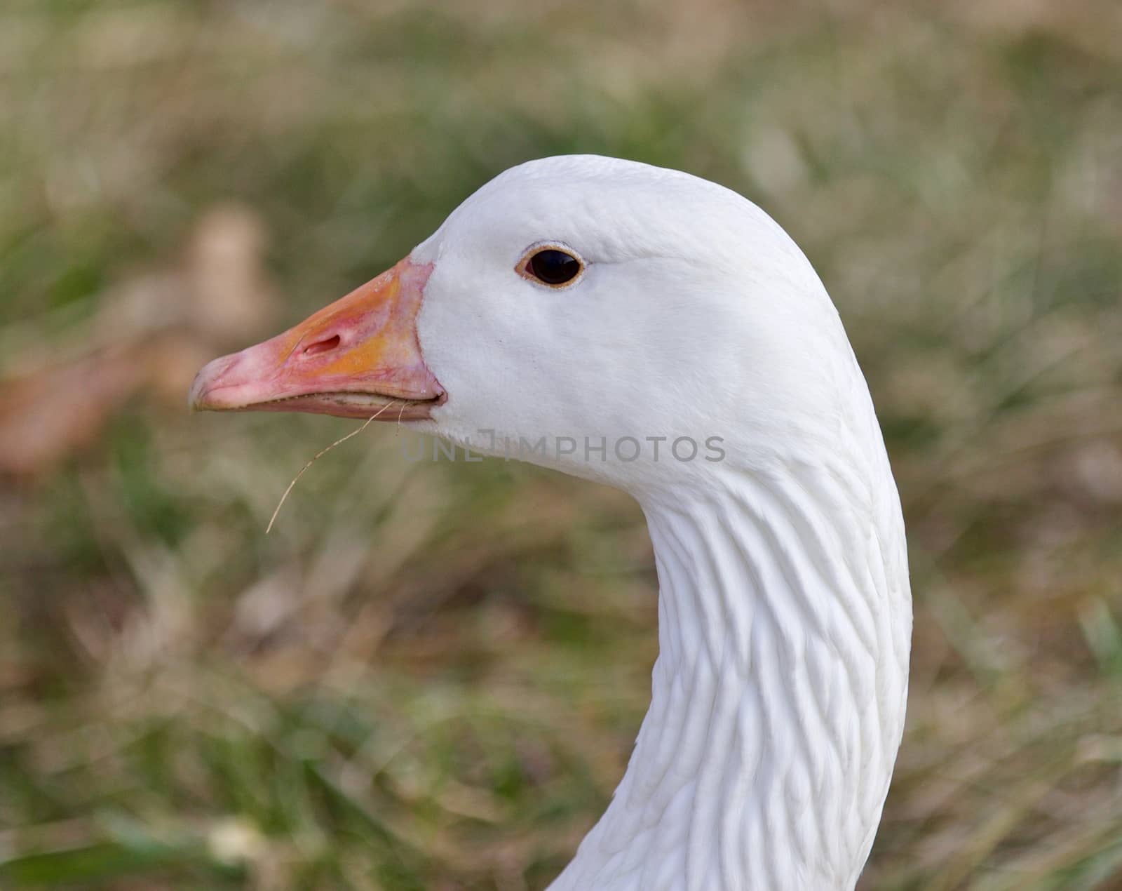 Beautiful isolated image with a strong confident snow goose on the grass field by teo