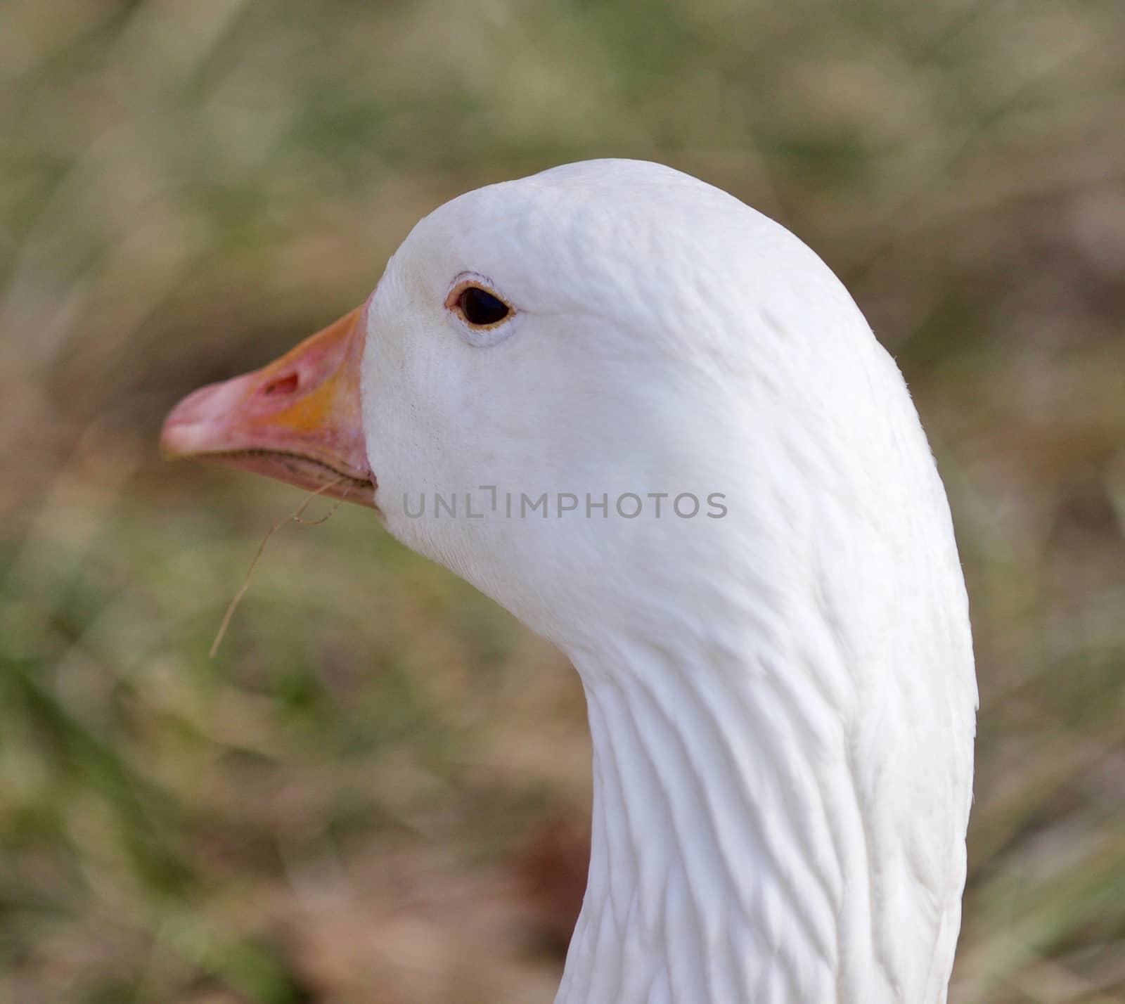 Funny isolated photo with a sleepy snow goose on the grass field by teo