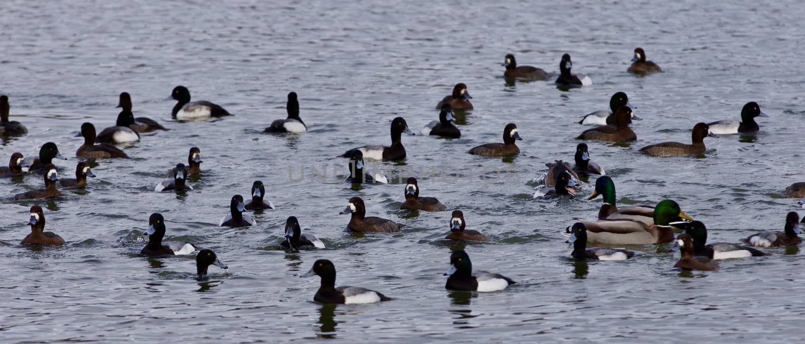 Beautiful photo of a swarm of ducks in the lake by teo
