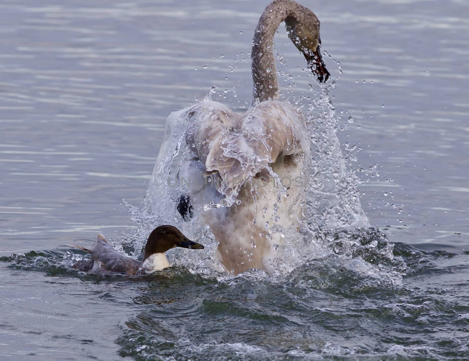 Isolated picture of a trumpeter swan under attack of a  crazy duck by teo