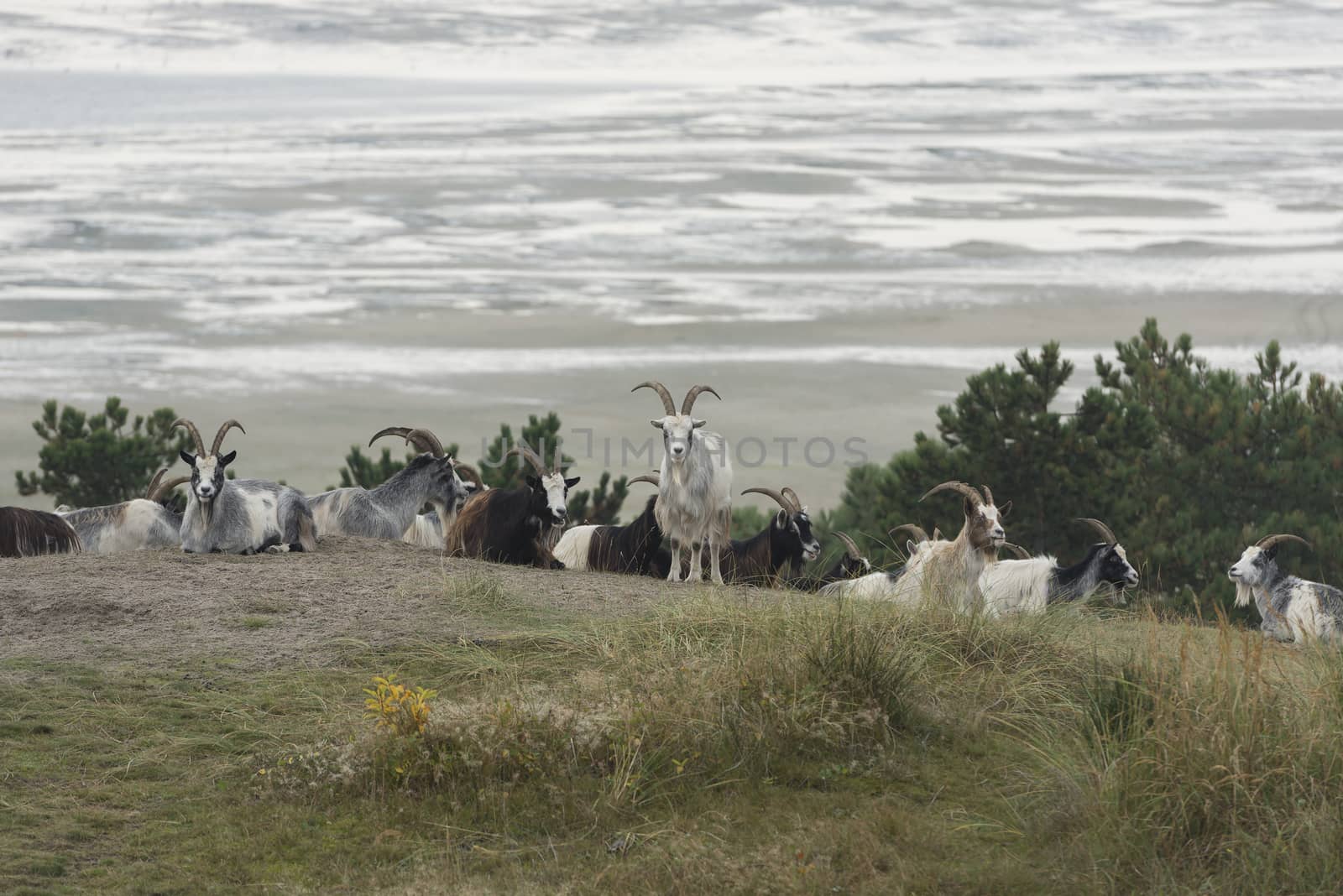 The dunes on the North Sea Island of Terschelling grazed by goats to maintain visibility and to prevent forest growth
