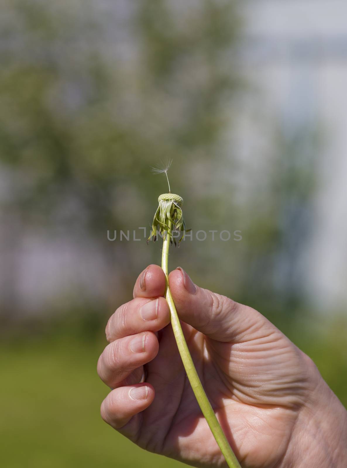 Last fuzz on a dandelion soon will break wind