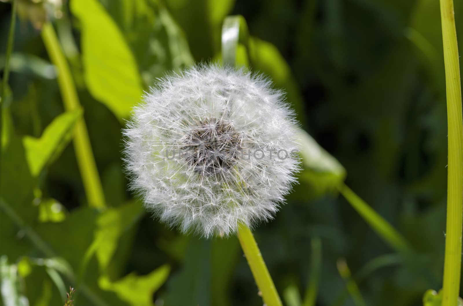 White dandelion on a green stalk by vizland