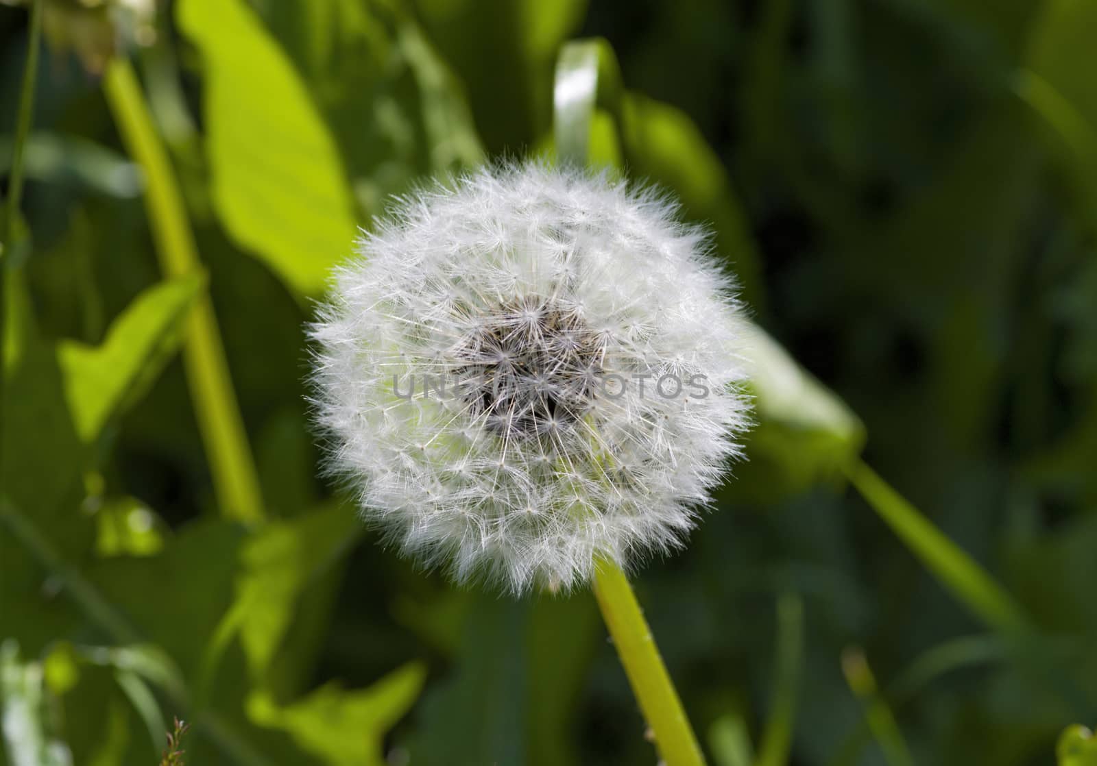 White dandelion on a green stem will soon lose its cap