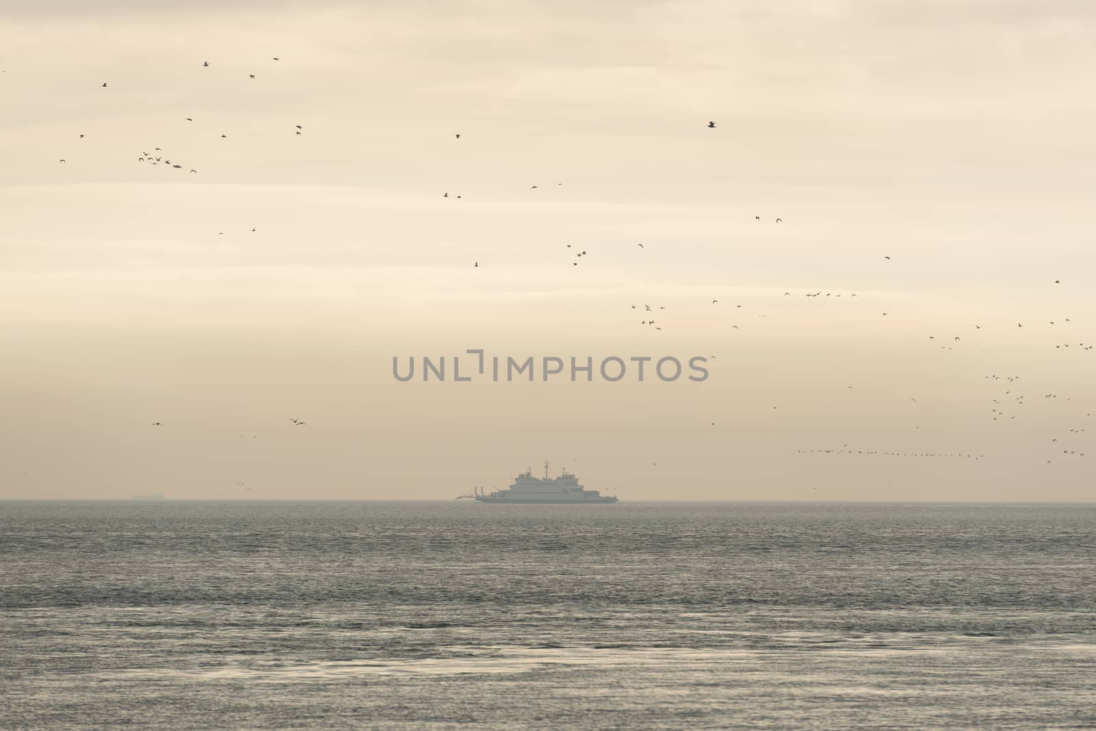 Old ferry on the Wadden Sea surrounded by birds near the island of Terschelling in the Netherlands in the evening sun
