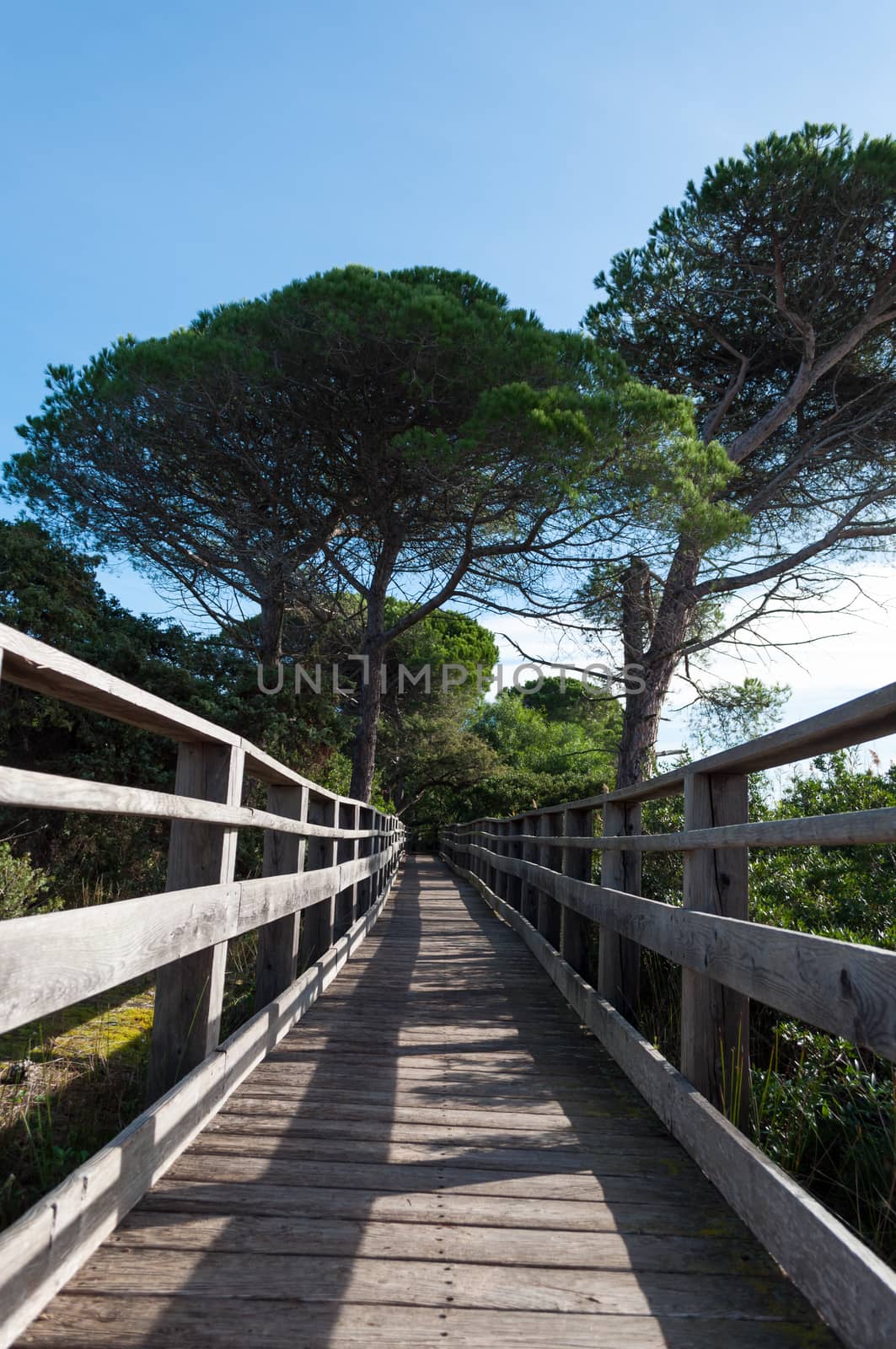 Wooden bridge in the middle of pond of platamona - Sardinia