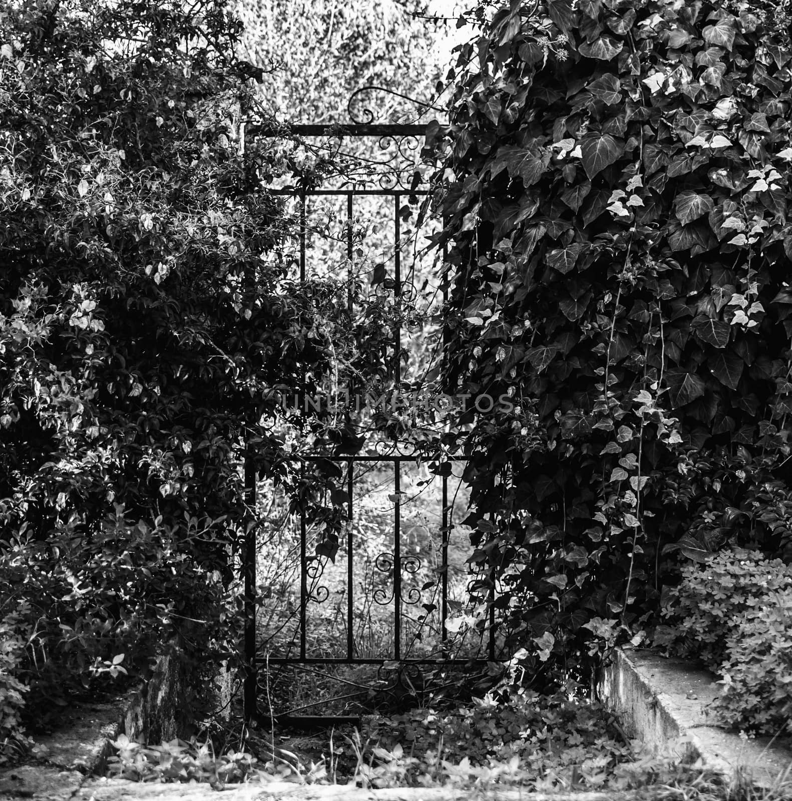 old iron gate in black and white in the middle of nature