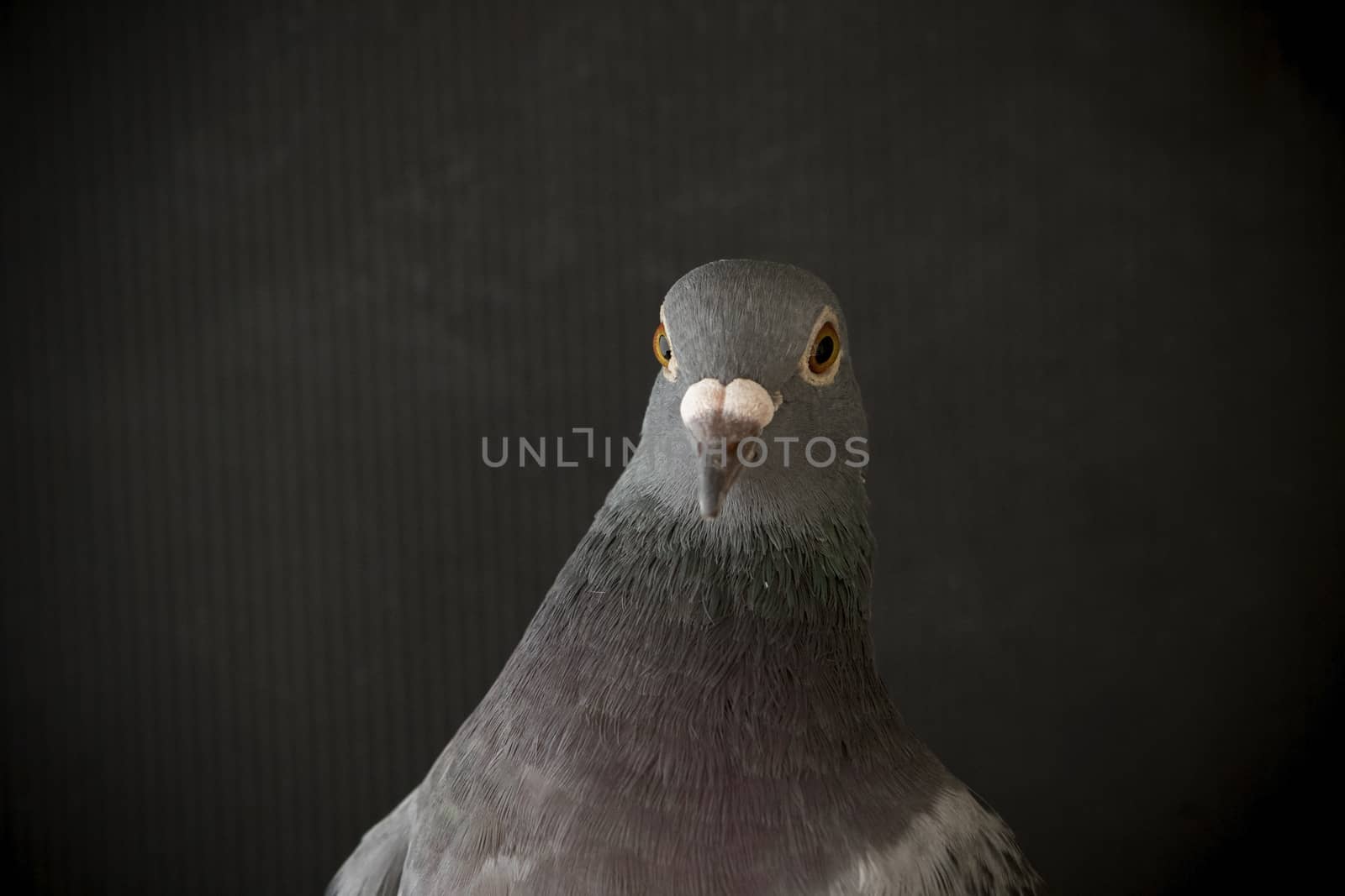 close up side view beautiful head shot of speed racing pigeon bird on gray background