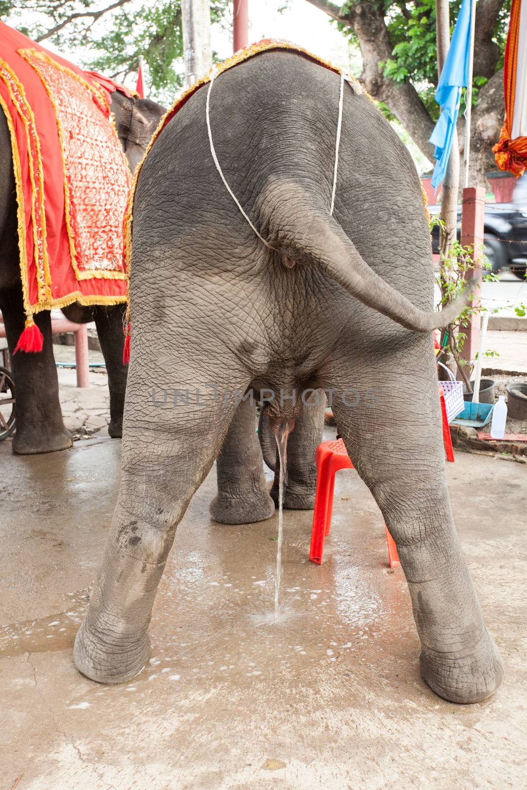 elephant taking a leak