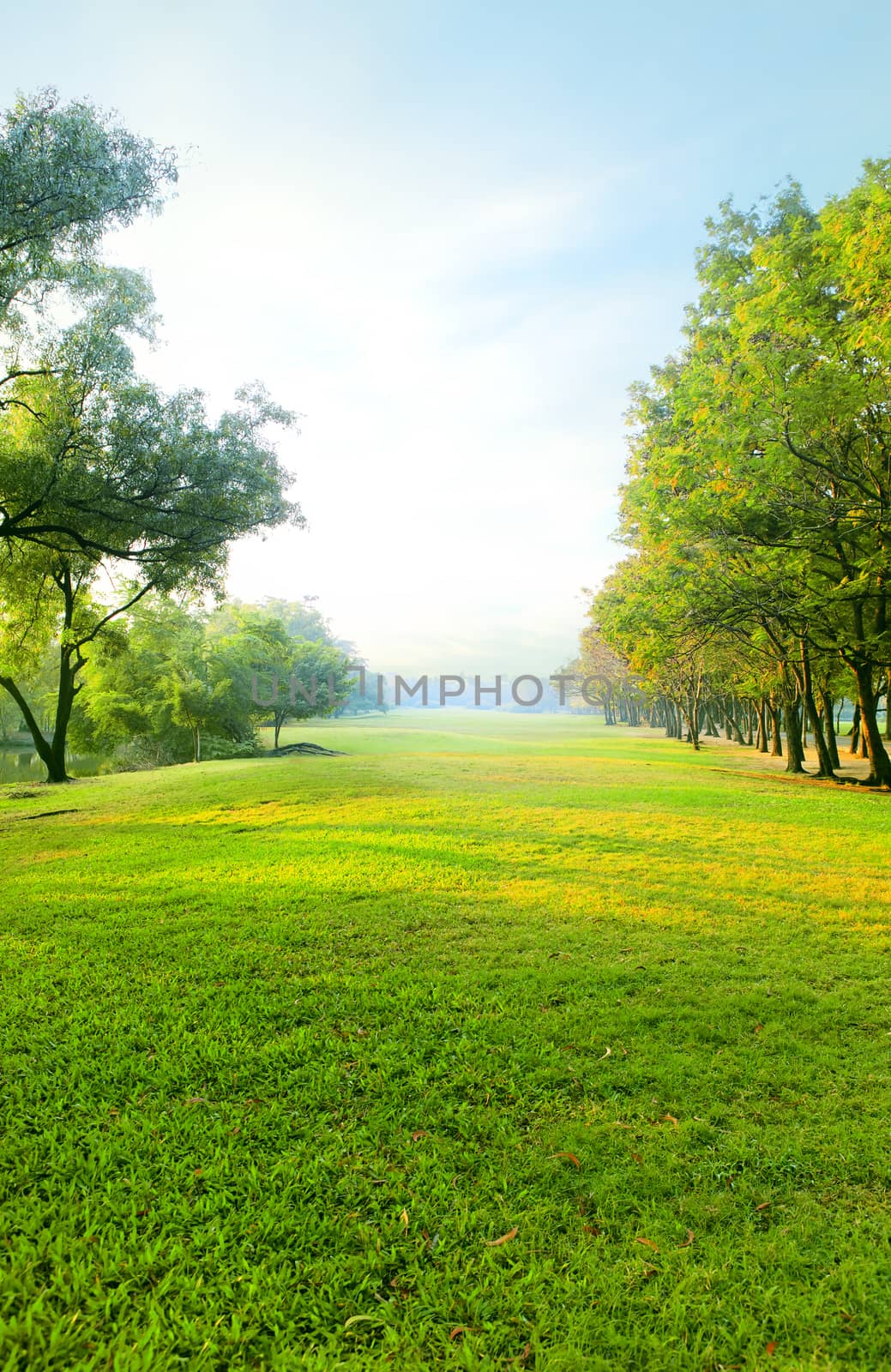 beautiful morning light in public park with green grass field and green fresh tree plant perspective to copy space for multipurpose vertical form