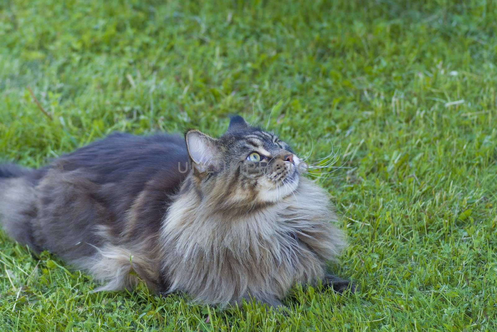 gray fluffy Maine Coon cat is lying on green grass