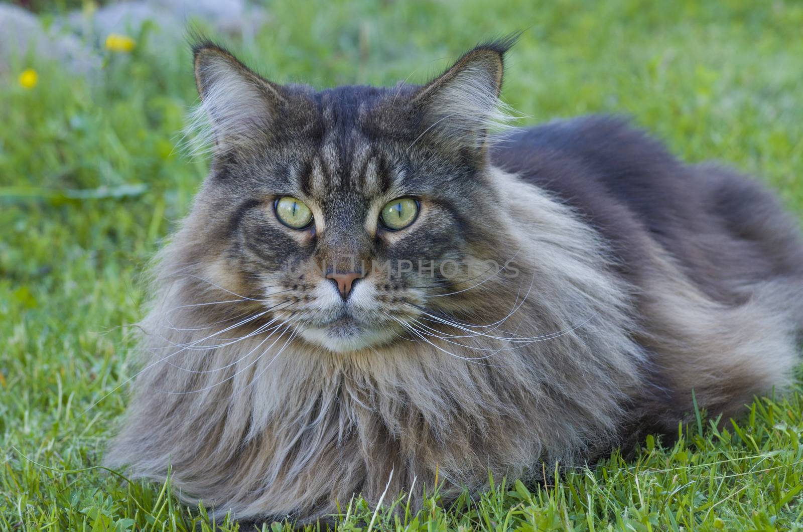 Maine Coon cat by vizland