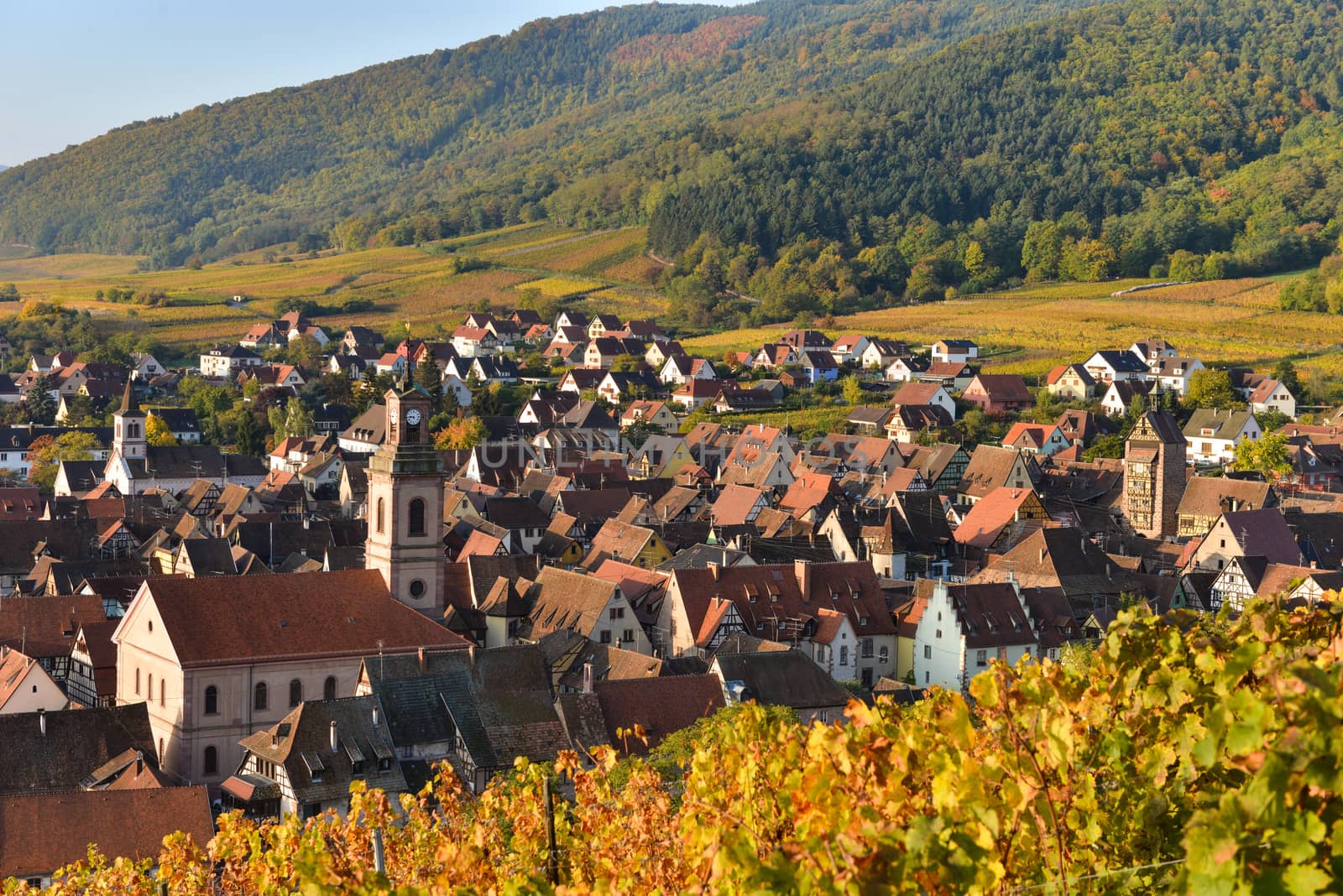 Alsace village, with vineyard, Riquewhir. France, Europe