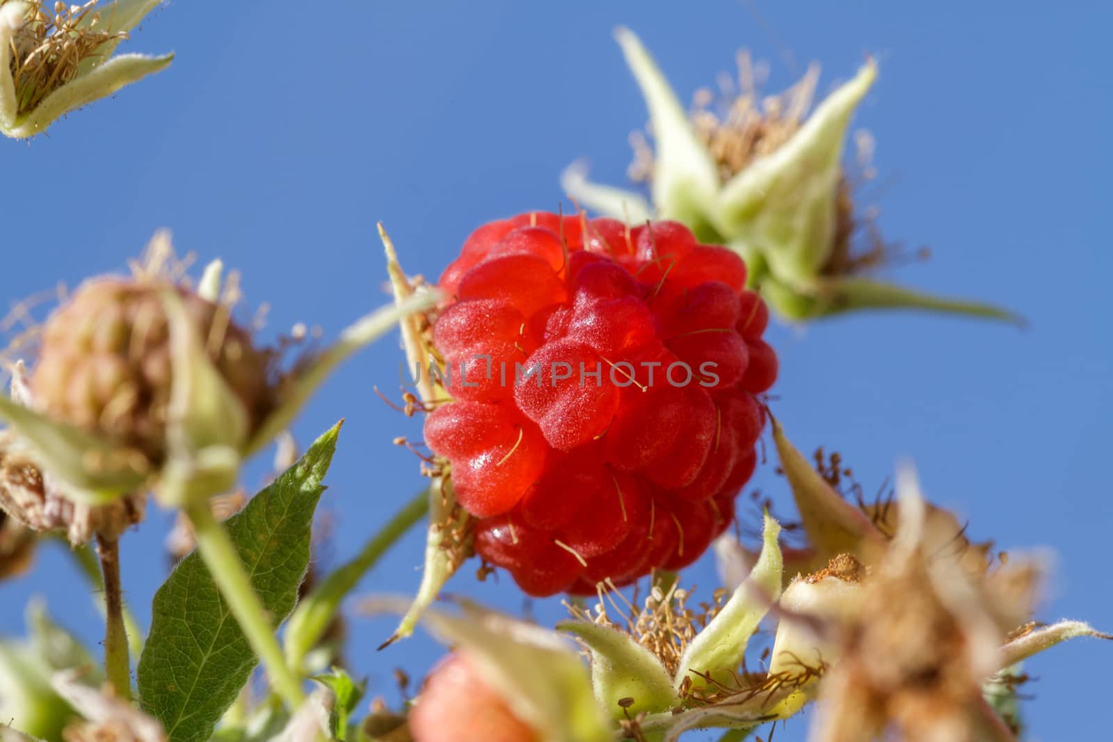 Ripe raspberries in orchard against the sky by fogen