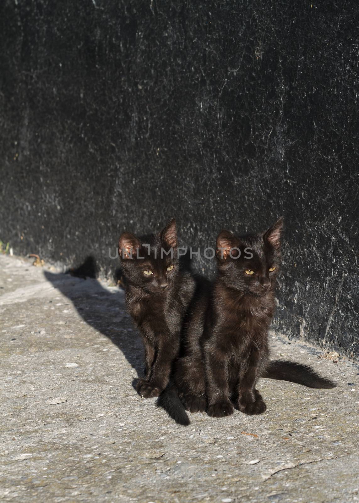 Two black kitten by fogen