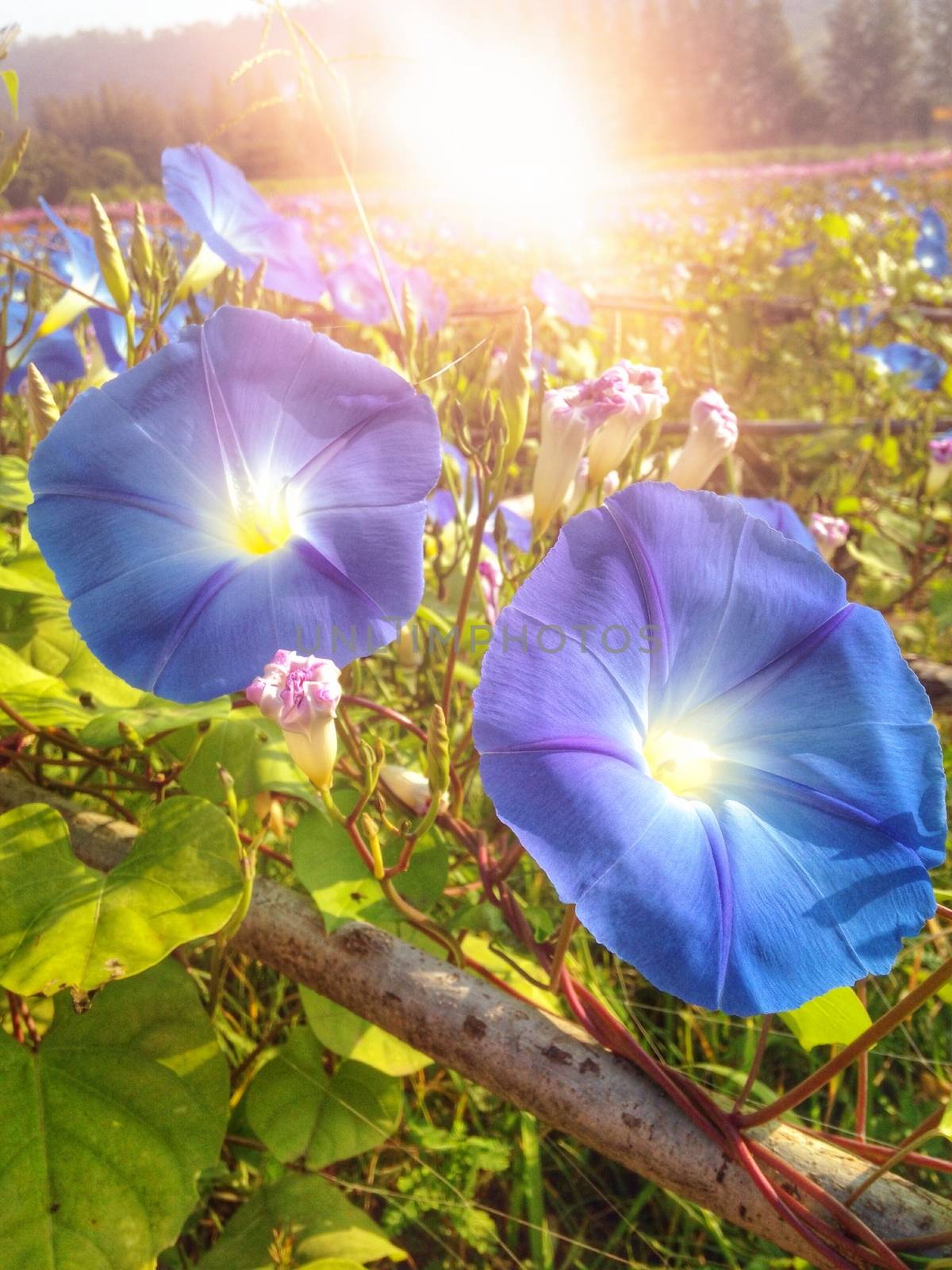 Blue morning glory flowers with flare light background in the morning