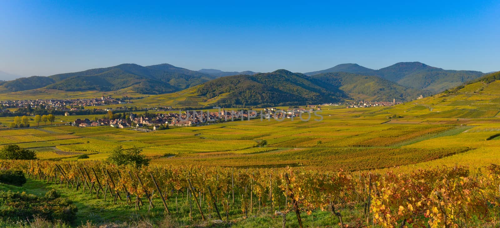 France, Haut-Rhin, 68, Alsace Wine Route, Kaysersberg, the vineyard, the Sainte-Croix church and the keep of the imperial castle