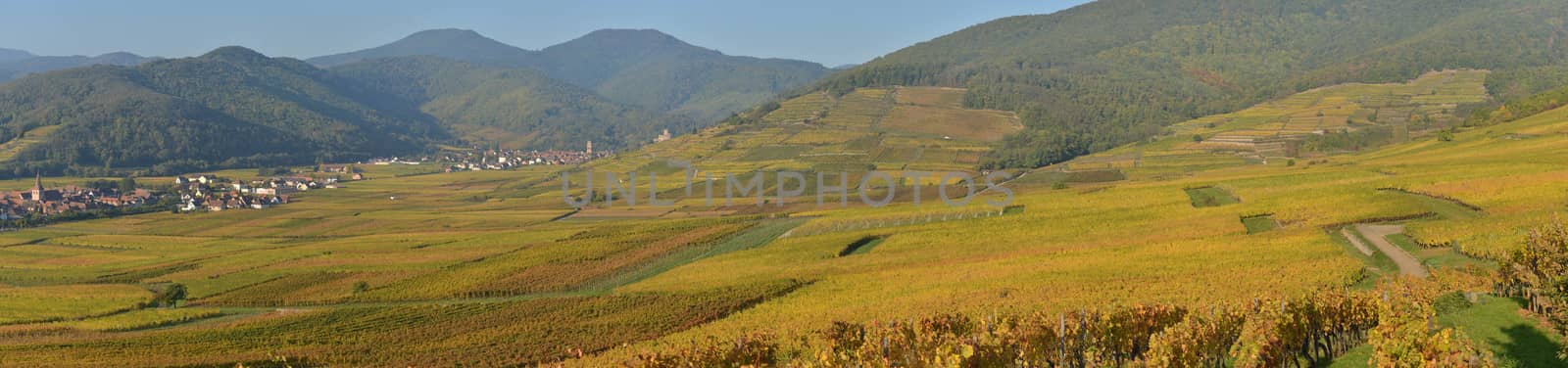 France, Haut-Rhin, 68, Alsace Wine Route, Kaysersberg, the vineyard, the Sainte-Croix church and the keep of the imperial castle