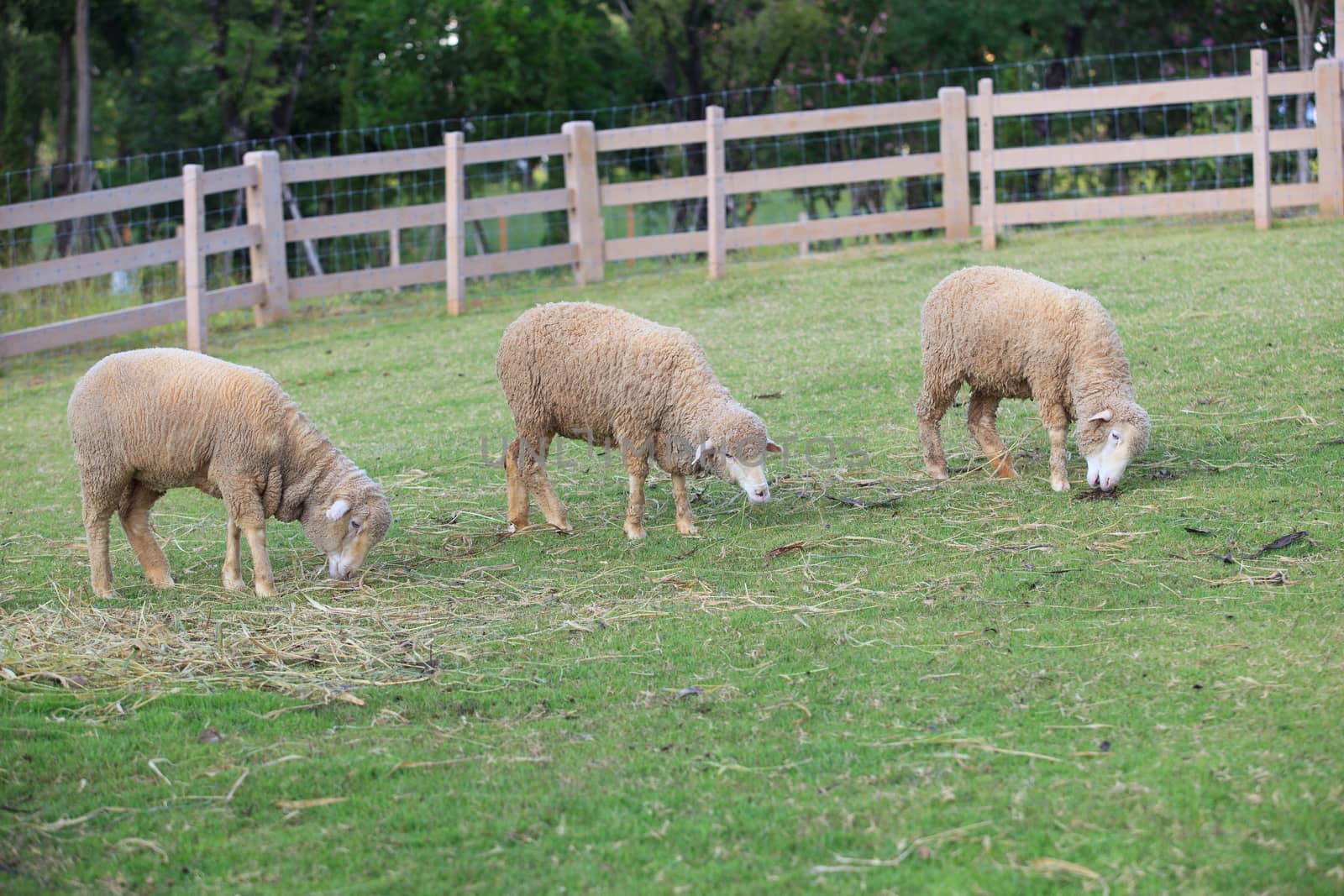 merino sheep feeding in green grass field of rural ranch farm 