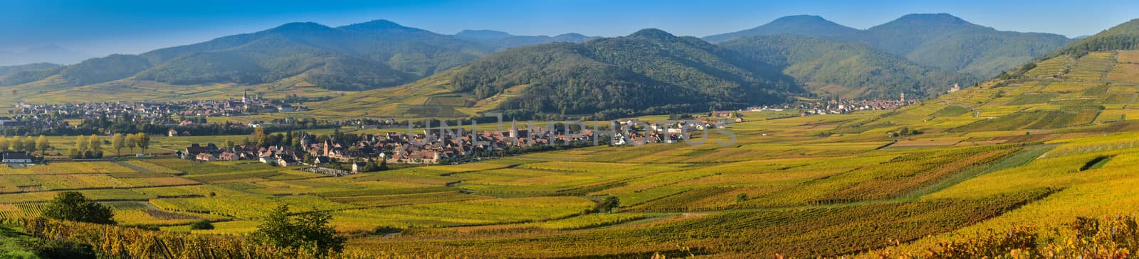 France, Haut-Rhin, 68, Alsace Wine Route, Kaysersberg, the vineyard, the Sainte-Croix church and the keep of the imperial castle
