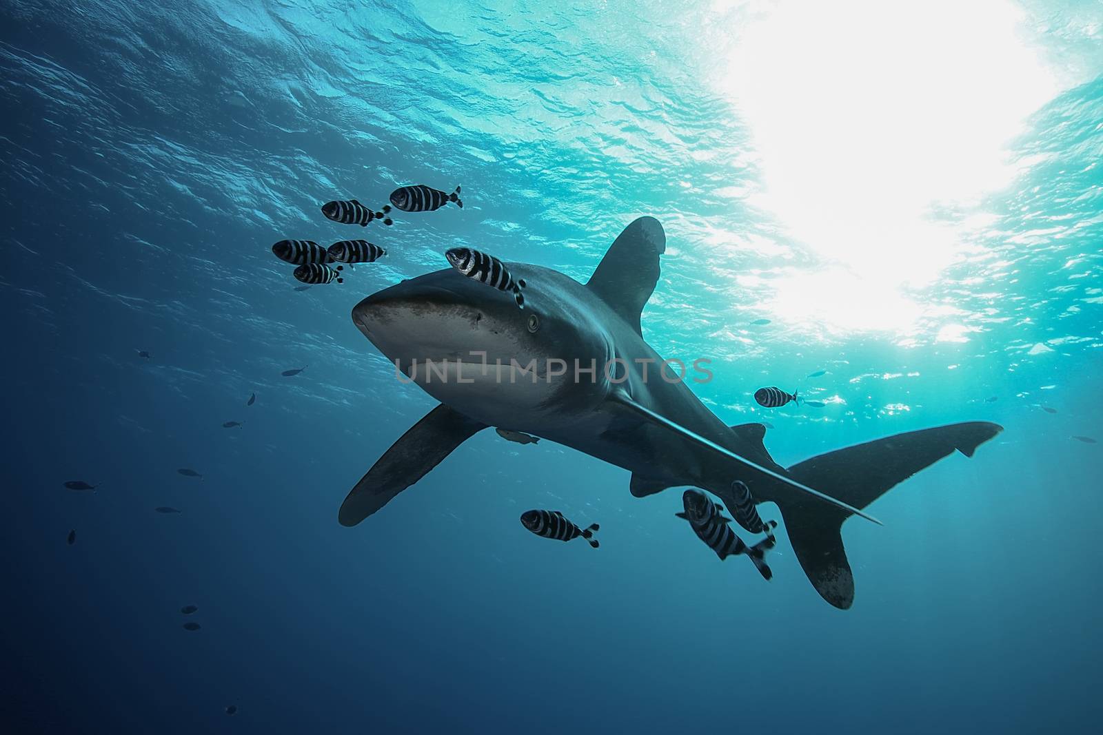 Dangerous big Shark Underwater safari Egypr Red Sea by desant7474