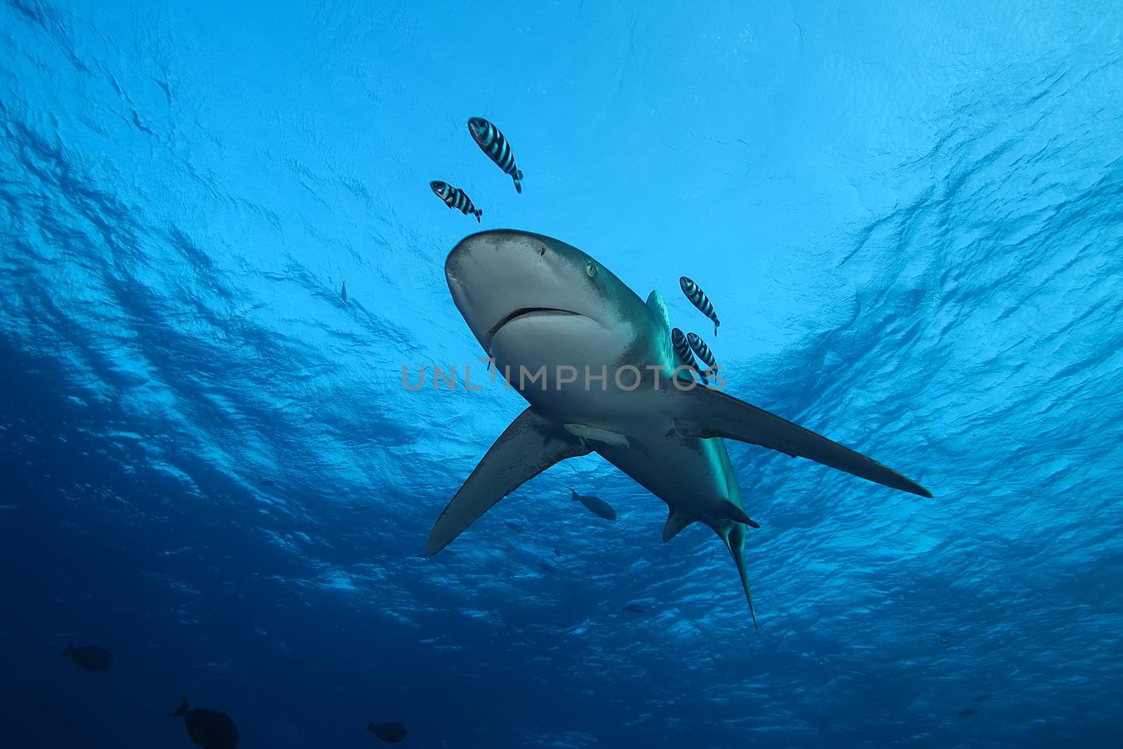 Dangerous big Shark Underwater safari Egypr Red Sea by desant7474